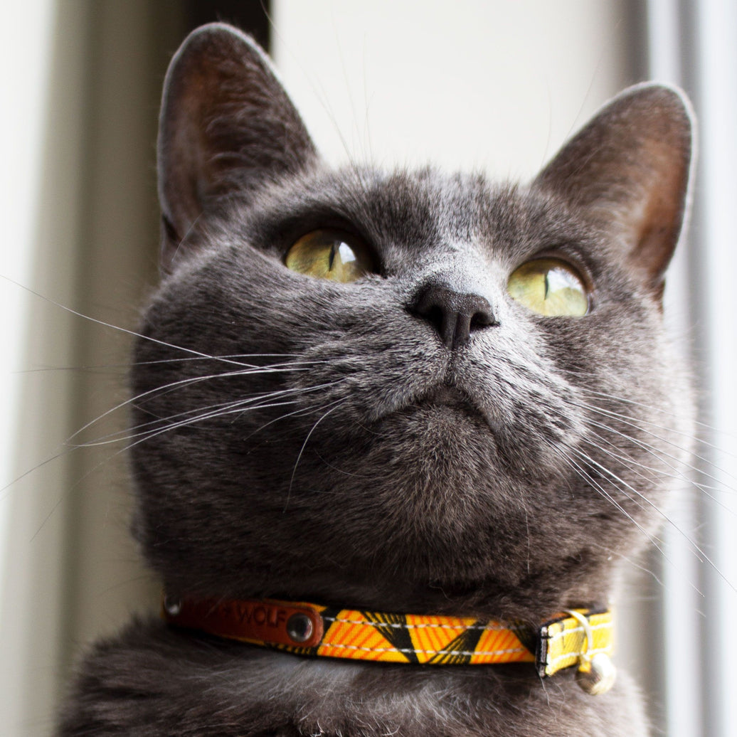 Fireworks cat collar